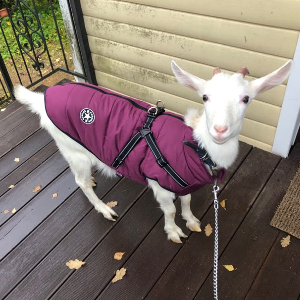 Image of Pets Waterproof Winter Jacket - Stylish and protective jacket made from 100% cotton. Available in various sizes and colors for dogs from small to 5XL. Keep your pet warm and cozy during winter walks or swims.